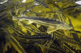 Esturgeons trafiqués.